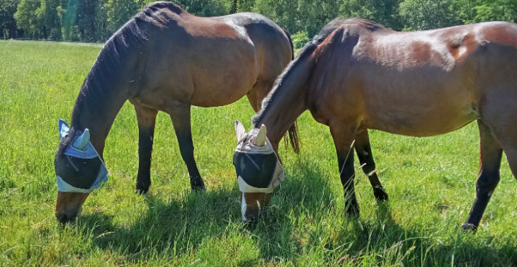 Tierarztrechnung Pferd Faiz