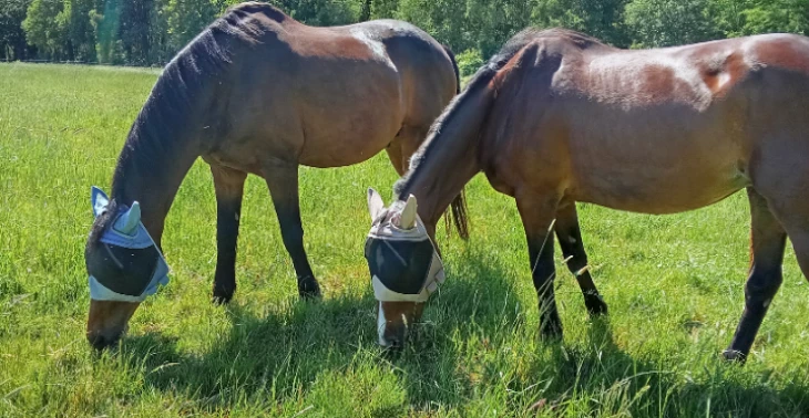 Tierarztrechnung Pferd Faiz