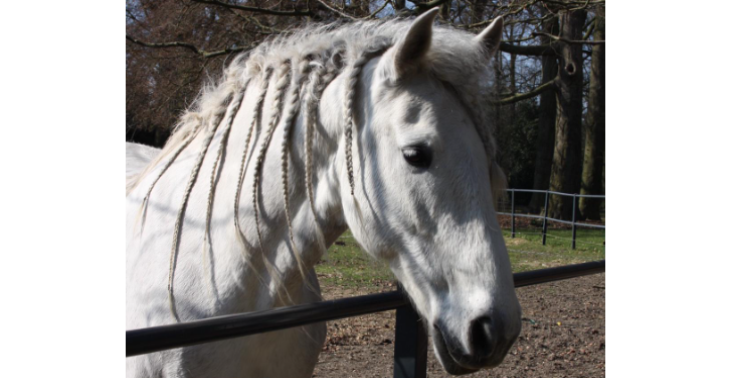Steun de eigenaresse na het verlies van haar geliefde paard Sultan