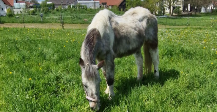 Hilfe Für Molly