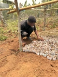 kalanzi sowing cabbages 01
