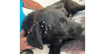 Help Mishandelde en Gedumpte Dieren in Spanje