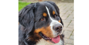 Een behandeling voor Skye - Un traitement pour Skye - A treatment for Skye