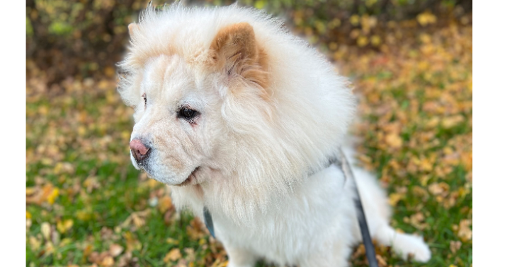 Hulp voor Molly: Heup- en Knieoperatie