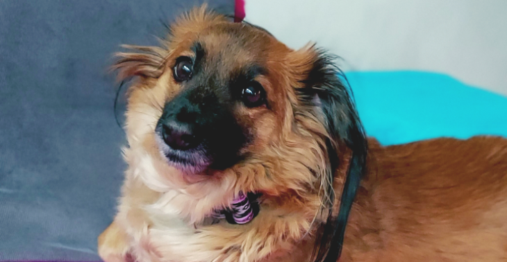 Frauchens Seelenhund benötigt dringend Hilfe