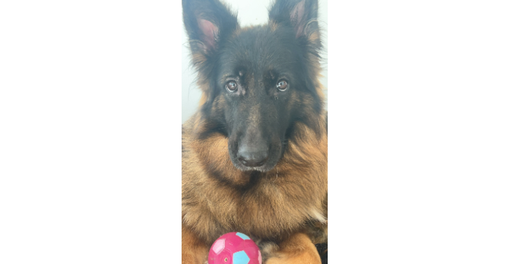 🐶 Help onze dappere hond Shelby aan een pijnvrij leven!