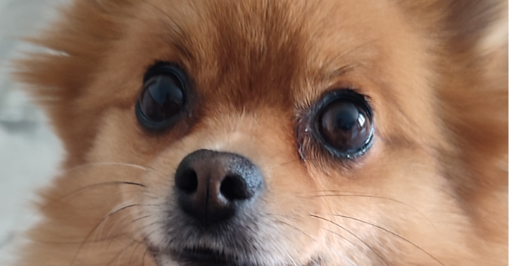 Hulp voor 2 honden, Jip en Janneke