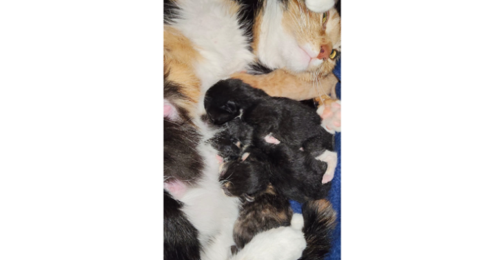 Vergiftigd /overleden katten gezin