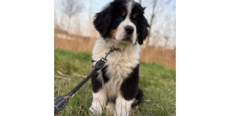 🐾 Help Bodhi aan een toekomst en een leven zonder pijn! 🐾