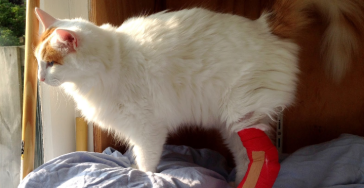 Help me save Olly!