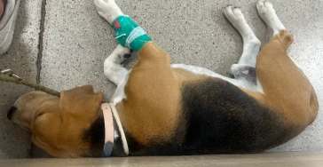 Beagle bittet um Support