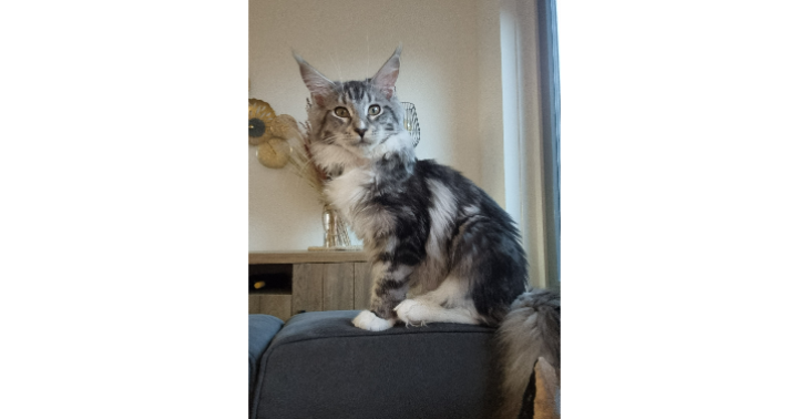 Help onze lieve Thor tegen de vreselijke kattenziekte FIP 