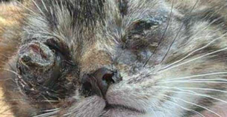 Klein kittentje met opengesprongen oogje😔