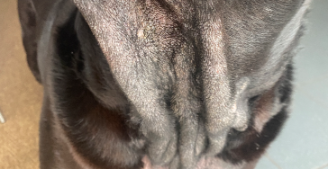 UPDATE FAUSTO 13/7/2023