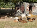 img 7005
