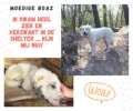 knappe boaz