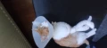 6250