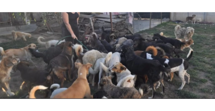 Help de Roemeense zwerfhonden zodat ze niet naar het dodingsstation moeten