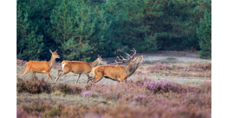 Support de Veluwe