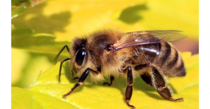 Red de bijen 