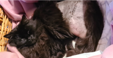 Medische kosten loup/ Solidarité pour Loup