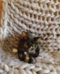 clementine