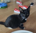 jude