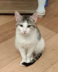 ringo