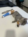 katze fuß gebrochen