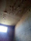 1000016529