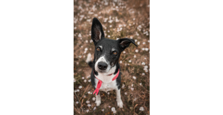 Abbeys Spendenaktion