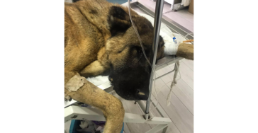 Help "The father of the Stray dogs" Yasin kose