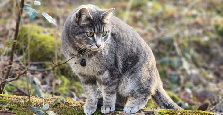 🙏🏼Save my cat Codie 🙏🏼