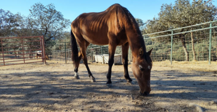 Paard verdient hulp