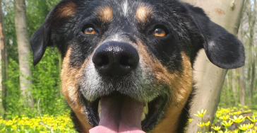 Help Murphy voor een dure operatie.