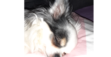 Bitte helft meiner Hündin ❤️🐾