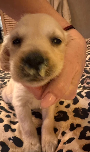 53daa43e a0c6 4b89 b1a8 7da950fef874.