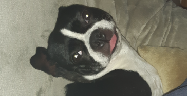 Help Angie AUB  anders ga ik dood 🙏🙏🙏