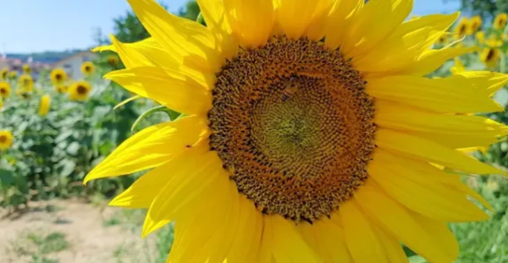 Samen voor juf Katie!