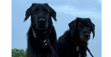 Notfall Tierarztrechnung