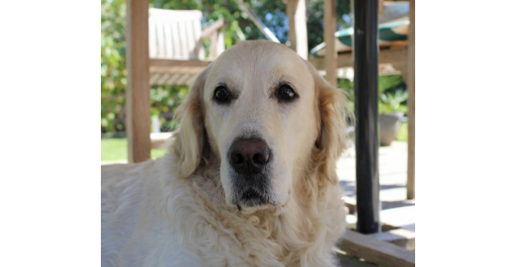 Ring vol herinnering