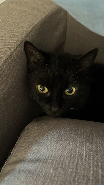 0ca0ad33 4f6b 44e8 91b9 e79efc07e037