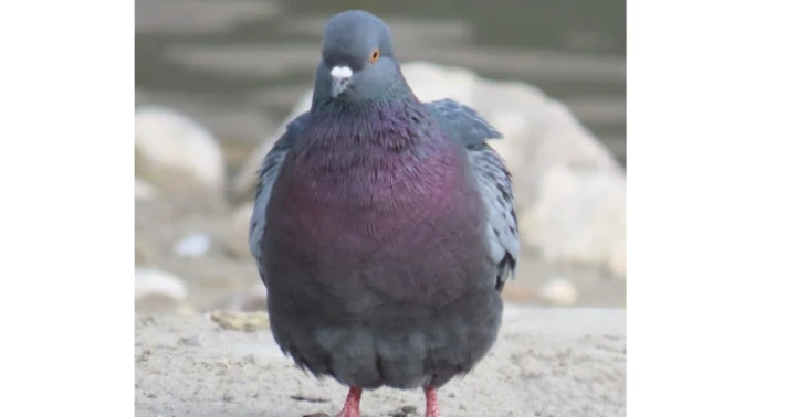 Tierschutz- Fangnetz- Maschine wird dringend gebraucht.