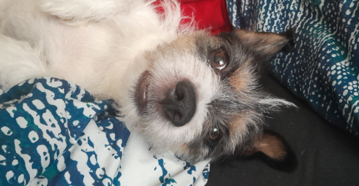 Behandlung für Murmel