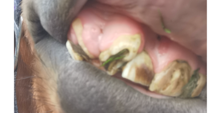 Stütchen will leben