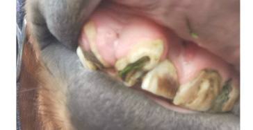 Stütchen will leben