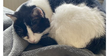 Operatie van mijn kat