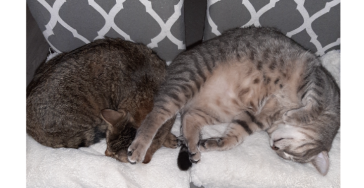 EIN ZUHAUSE IN GEFAHR