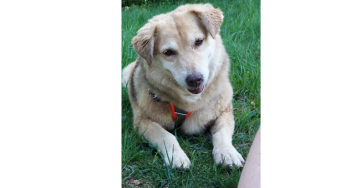 Thamie braucht dringend Eure Hilfe