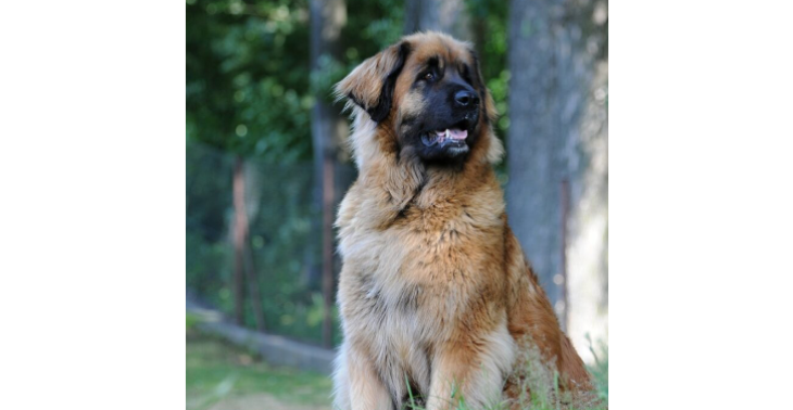 Pech voor  FLEX 🐶😭🐶